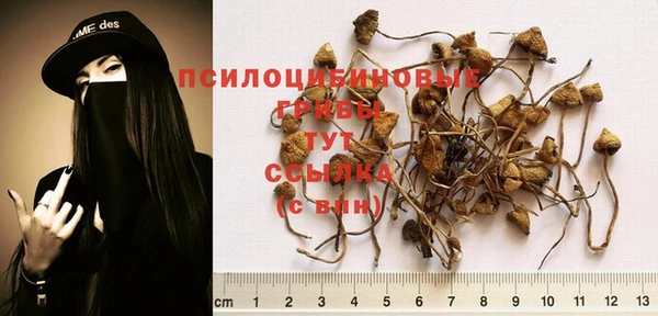 прущие грибы Абдулино